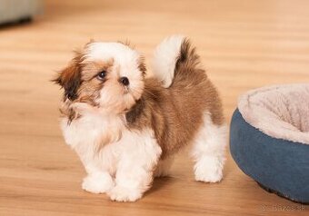 najmilšie Shih-Tzu šteniatka