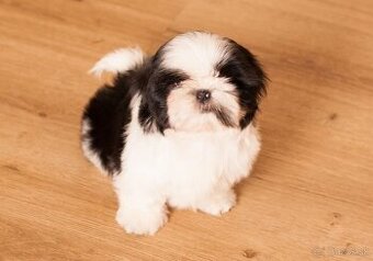 najmilšie Shih-Tzu šteniatka