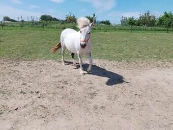 Pony