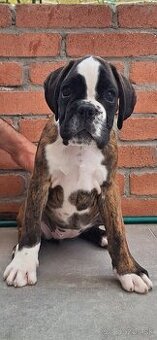 Nemecký boxer - Žihaná sučka