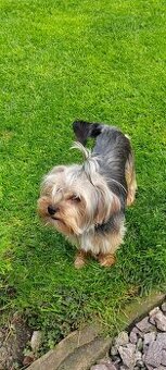 Hľadáme mini yorkshiera