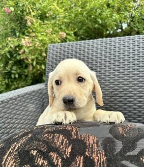 Šteniatka labradora – pripravené na odber Zeptat se