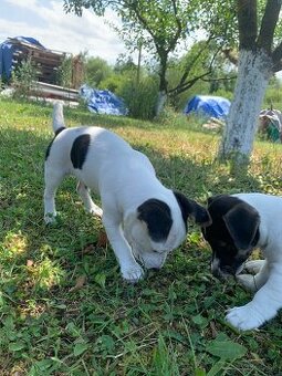 Jack russel