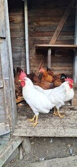 Hempšír Leghorn