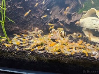 Krevetky Orange Rili- selekcia