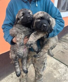 Šteniatko Kaukazský ovčiak