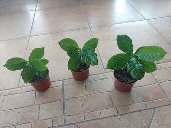 Kavovnik Arabsky 1ks/3,60€+posta