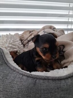 Predám fenku yorksir terier