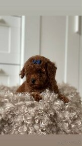 Toy poodle red brown pes