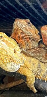 Agama bradatá