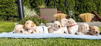 Labrador šteniatka
