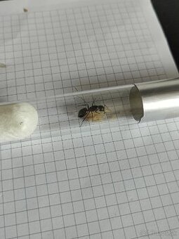 Predám kolóniu mravcov Camponotus herculeanus
