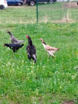 Predám bojovú hydinu Šamo