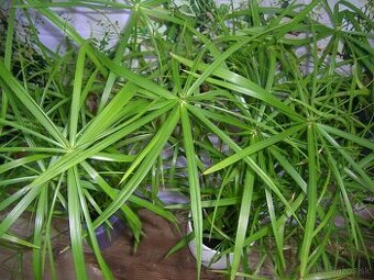 Šachor striedavolistý -Cyperus alternifolius