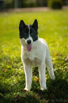 Kanadský eskimacky pes