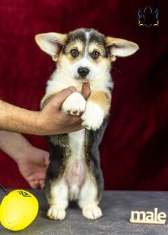 Welsh Corgi Pembroke, psík v trikolórnom sfarbení