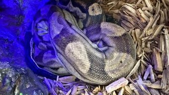 Velhad Kralovský Boa constrictor