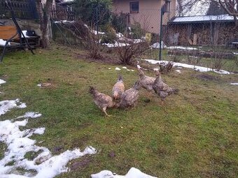 Kohúty Cream Legbar