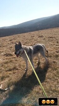 Československý vlčiak - 1