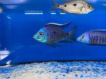 KÚPIM Samice Copadichromis azureus