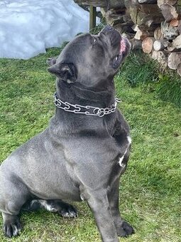 Cane corso