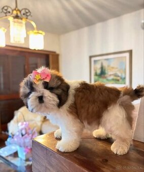 Šteniatka Shih Tzu samčekov pripravené na adopciu.