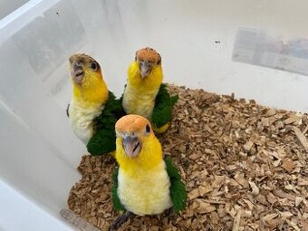 AMAZONIK BIELOBRUCHY