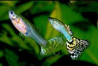 Ryby do akvária, akvárium guppi rybky