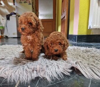 Pudel, pudlik red s PP