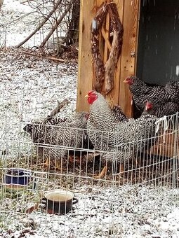 Násadové vaj. Oravka pásikavá