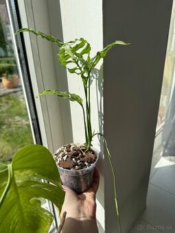 Monstera Obliqua Peru