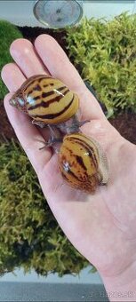 Africký slimák, Achatina Ghana, Archachatina