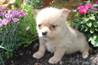 pomeranian x civava