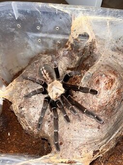 Cyriopagopus sp Bach ma (raritka)