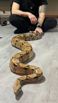 Boa constrictor dopyt