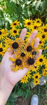 Sušená žltá rudbekia