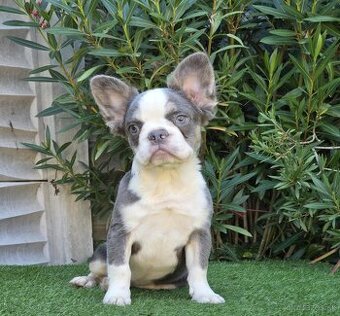 Francuzsky buldocek bez Pp