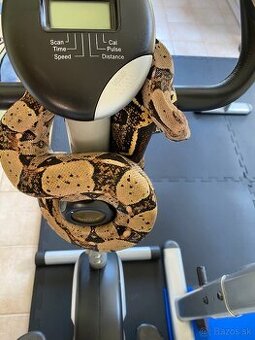 predam velhada kráľovského cca 2 m