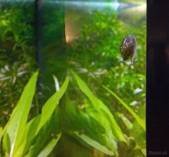 Darujem vodné slimáky do akvária