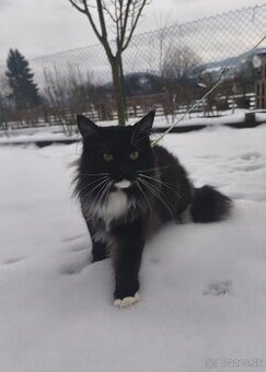 Mainska myvalia kocúr