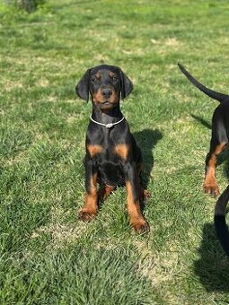 Doberman šteňa s FCI pôvodom