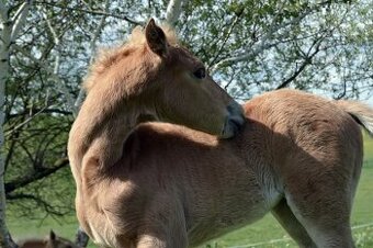 Azteca horse