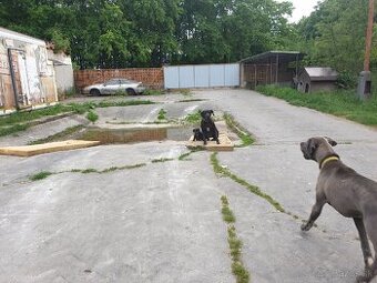Nemecká doga