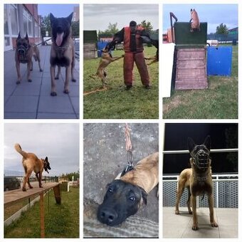 Belgicky ovciak Malinois
