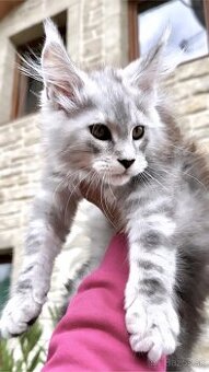 Mainská Mývalia Maine Coon kocúr mačiatko