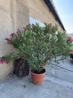 Oleander