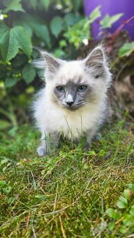 Ragdoll bez PP
