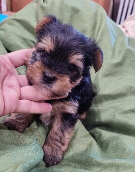 Yorkshire terrier - šteniatko psík