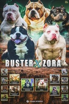 American bully
