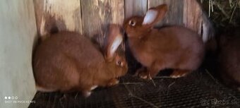 Predam kraliky Novozelandsky cervenych